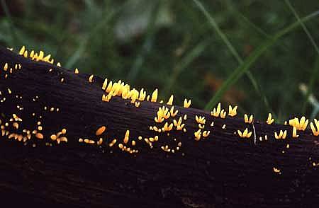 Calocera corneaPhotographer:  David Mitchel