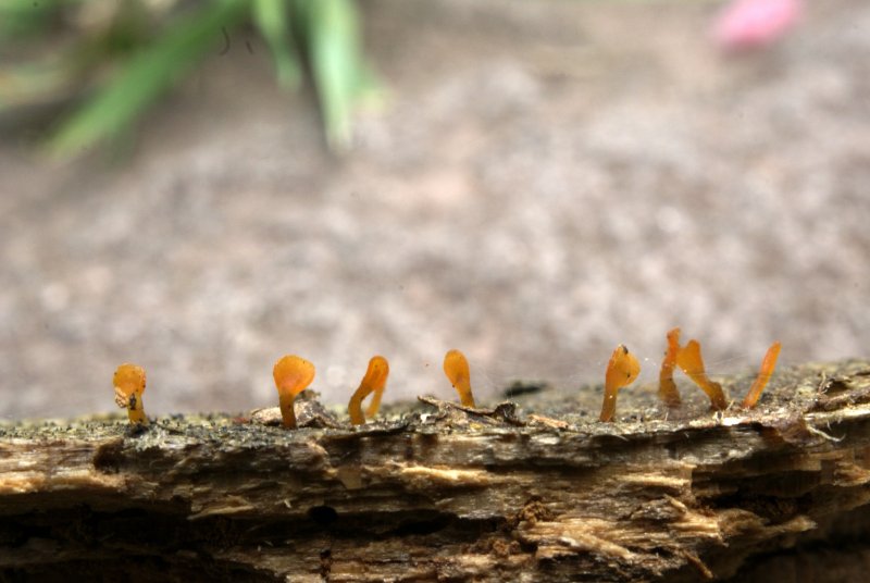 Calocera pallidospathulataPhotographer:  David Mitchel