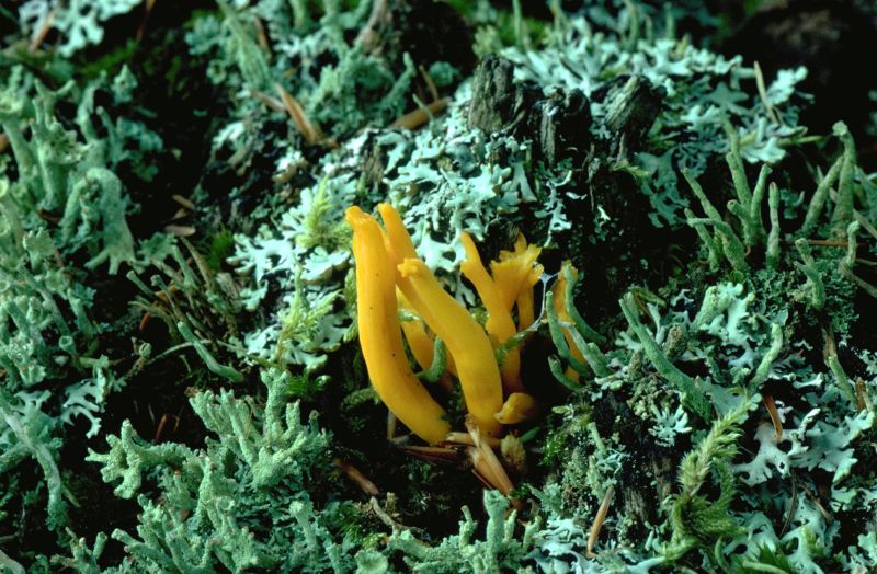 Calocera viscosaPhotographer:  David Mitchel