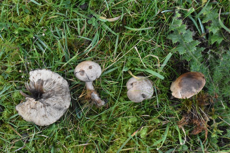 Calocybe gangraenosaPhotographer:  David Mitchel