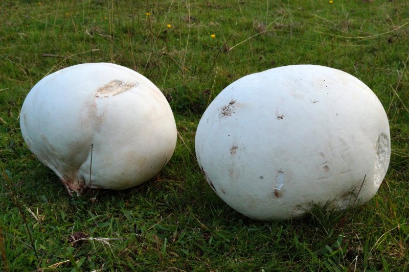 Calvatia giganteaPhotographer:  David Mitchel