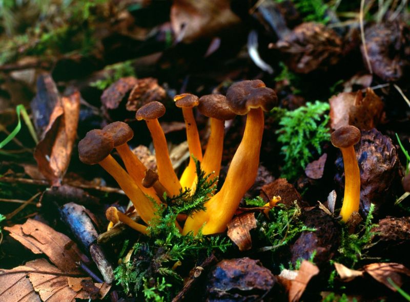 Cantharellus lutescensPhotographer:  Roy Anderson