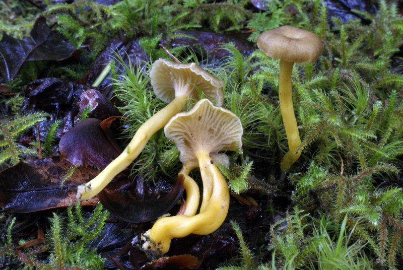 Cantharellus tubaeformisPhotographer:  David Mitchel