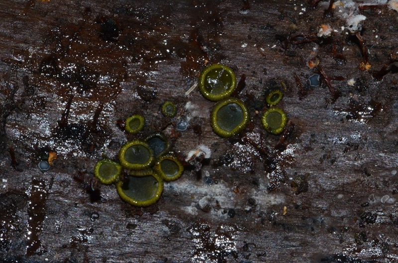 Catinella olivaceaPhotographer:  Chris Stretch