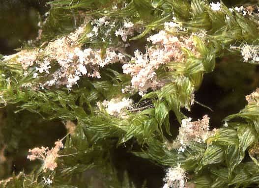 Ceratiomyxa fruticulosa var. arbusculaPhotographer:  David Mitchel