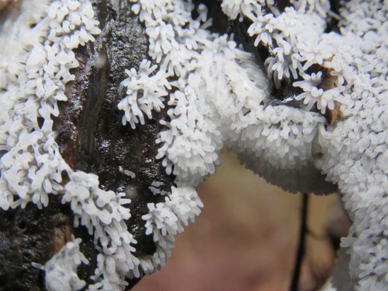 Ceratiomyxa fruticulosa var. fruticulosaPhotographer:  Donna Rainey