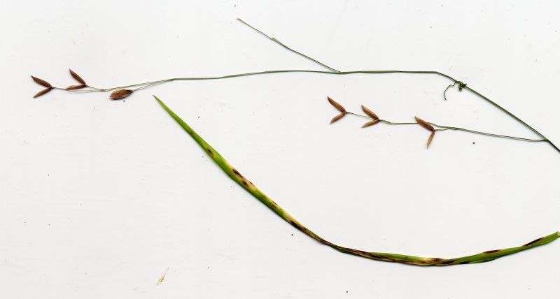 Mycosphaerella recutitaPhotographer:  David Mitchel