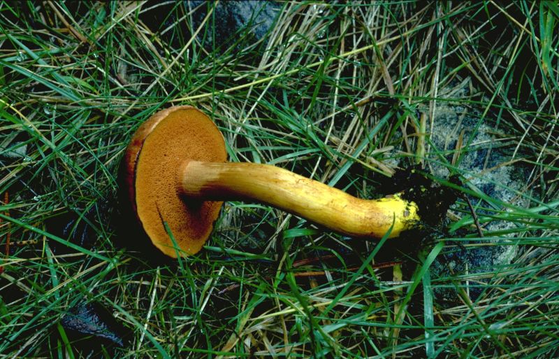 Chalciporus piperatusPhotographer:  David Mitchel