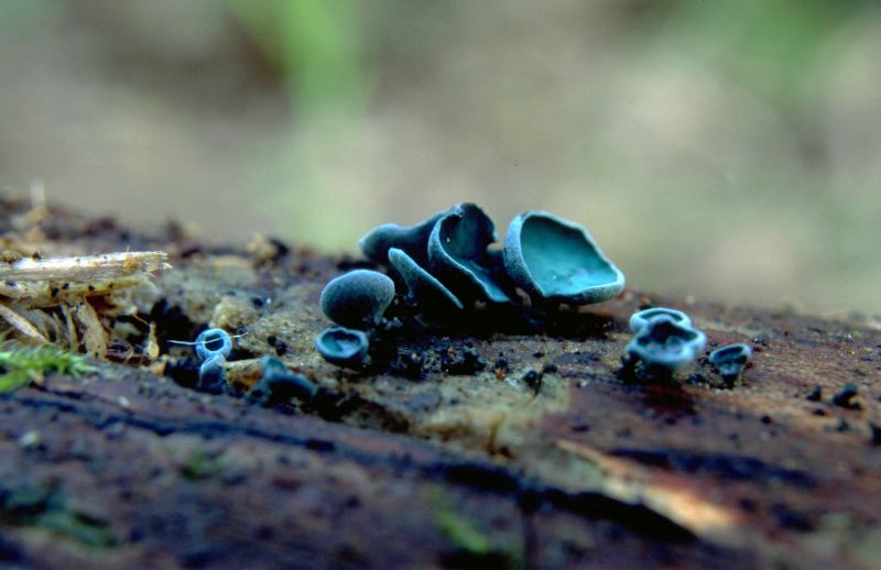 Chlorociboria aeruginascensPhotographer:  Mark Wright