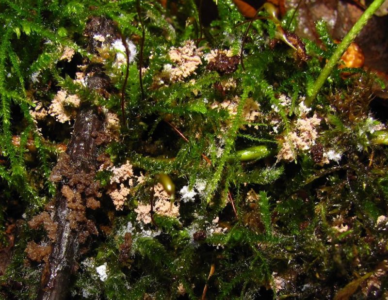 Chromelosporiopsis carneaPhotographer:  Chris Stretch