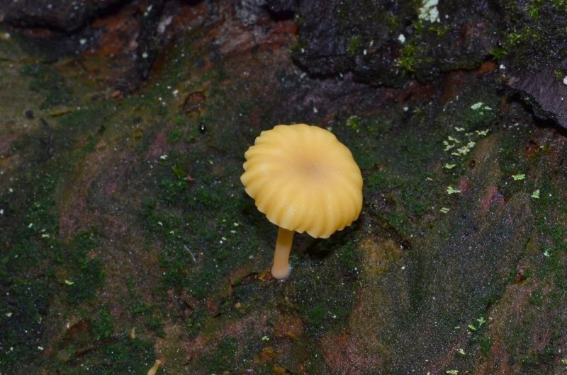 Chrysomphalina grossulaPhotographer:  Chris Stretch