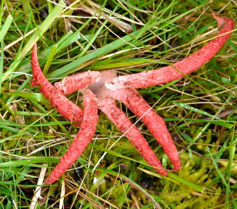 Clathrus archeriPhotographer:  Catherine Bertrand