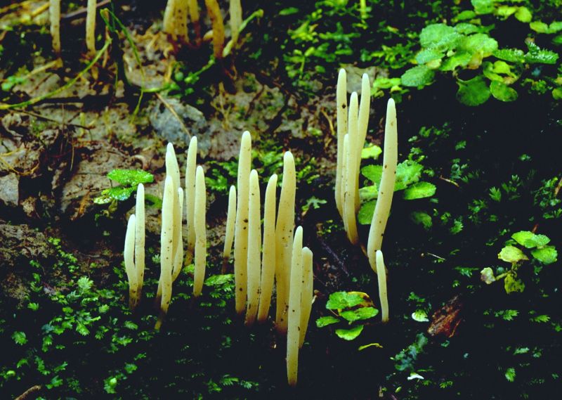 Clavaria acutaPhotographer:  David Mitchel