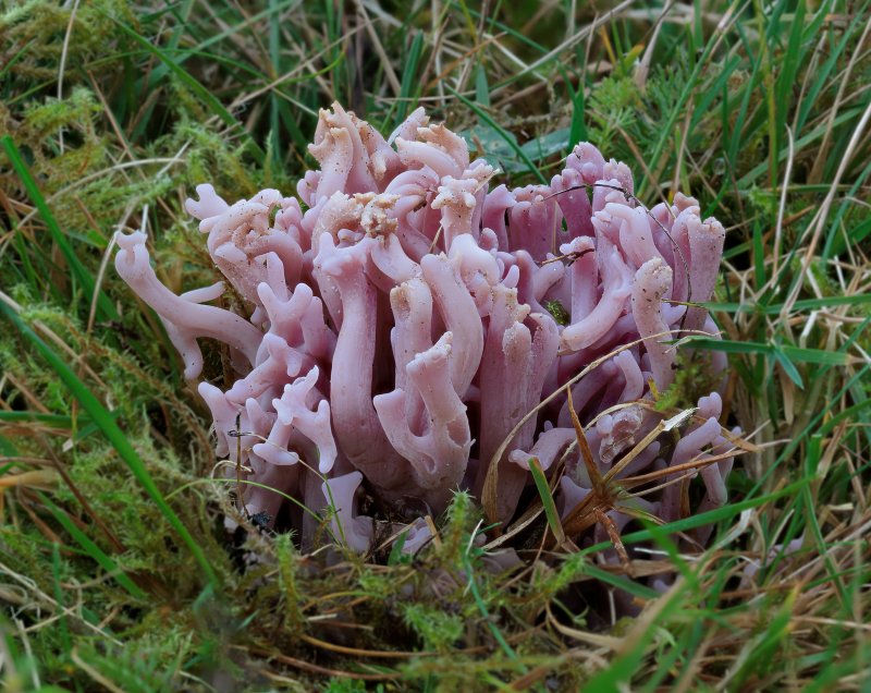 Clavaria amethystinaPhotographer: � Vittorio Sylvestri
