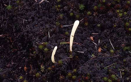 Clavaria argillaceaPhotographer:  David Mitchel