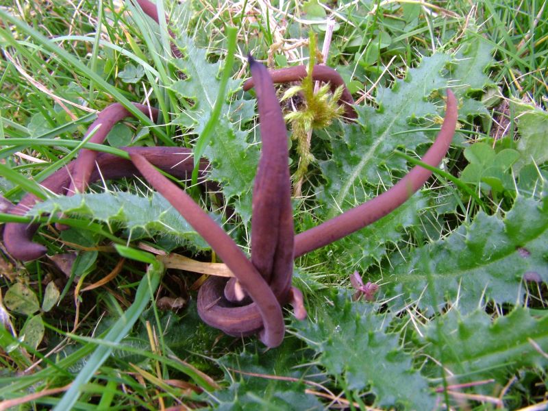 Clavaria atroumbrinaPhotographer:  David Mitchel