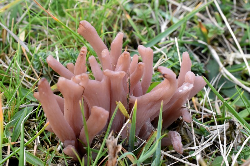 Clavaria calabricaPhotographer: © David Mitchel