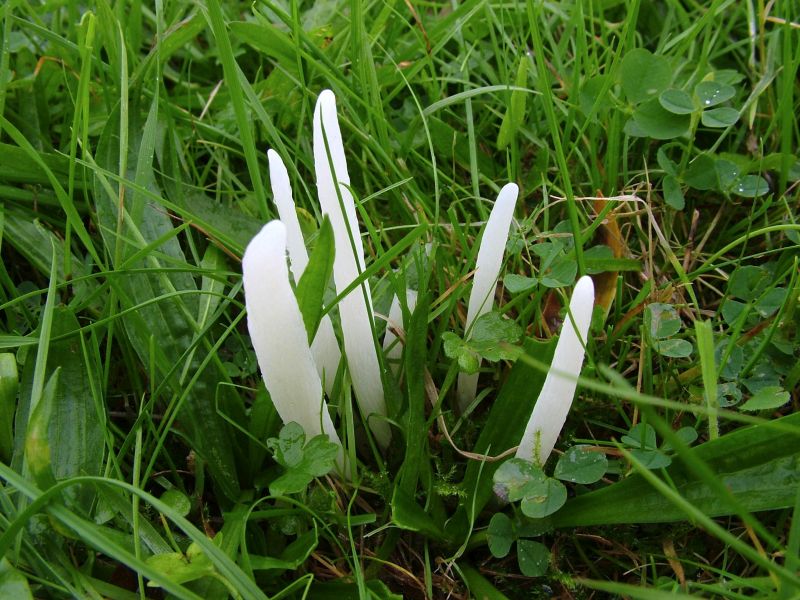 Clavaria fragilisPhotographer:  David Mitchel