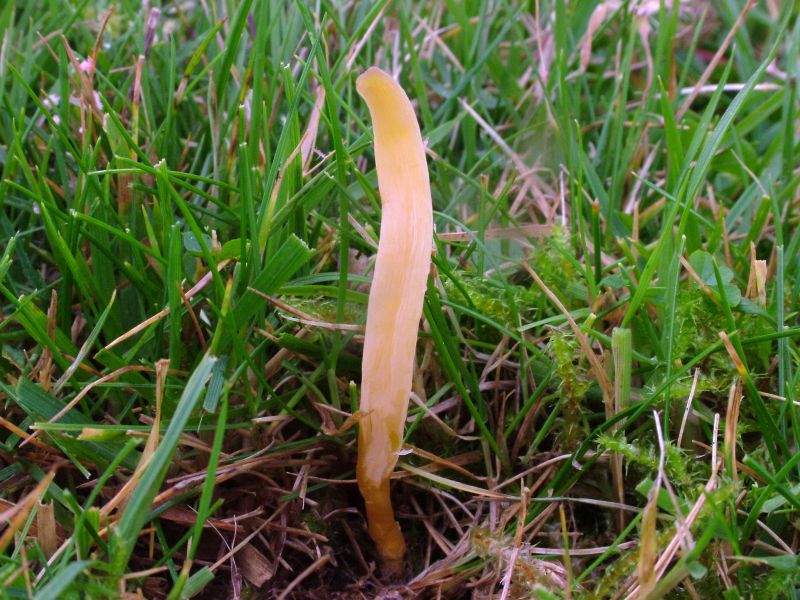 Clavaria flavipesPhotographer:  David Mitchel