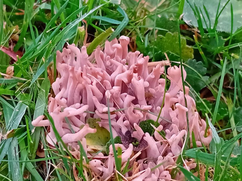 Clavaria violaceopulchraPhotographer: � Anthony McCluskey