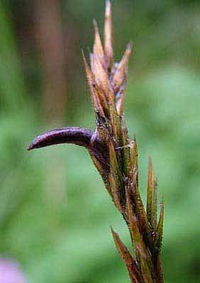 Claviceps purpurea var. purpureaPhotographer:  Stuart Dunlop