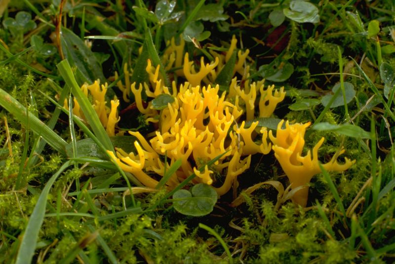 Clavulinopsis corniculataPhotographer:  Mark Wright