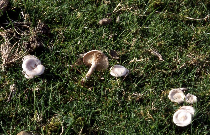 Clitocybe rivulosaPhotographer:  David Mitchel