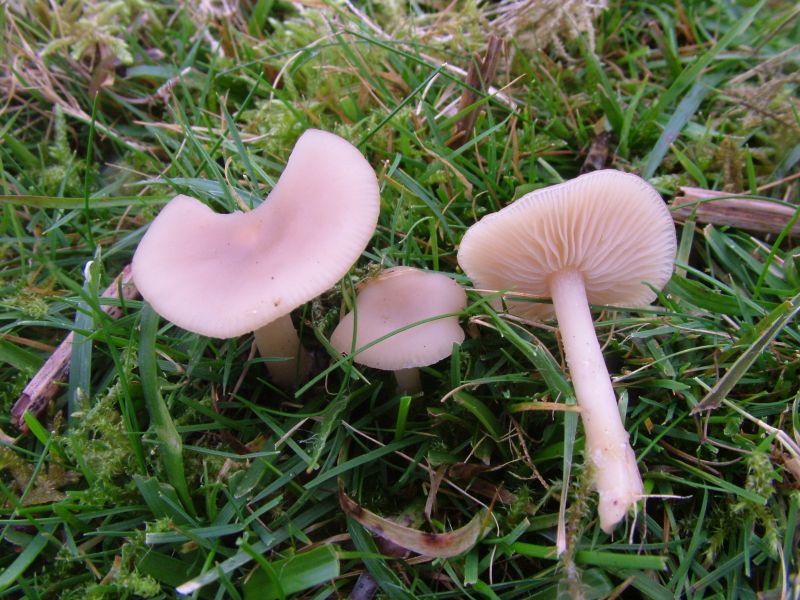 Clitocybe fragransPhotographer:  David Mitchel