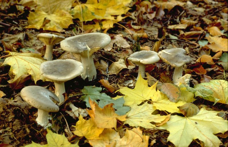 Clitocybe nebularisPhotographer:  Mark Wright