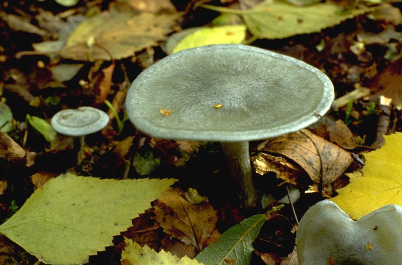 Clitocybe odoraPhotographer:  Mark Wright