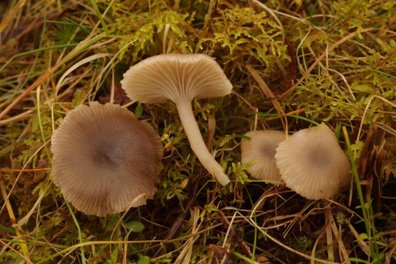 Clitocybe vibecinaPhotographer:  David Mitchel