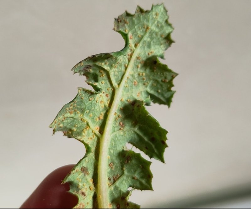 Coleosporium sonchiPhotographer:  Jake Dalzell