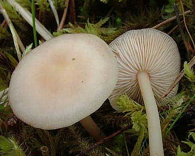 Gymnopus aquosusPhotographer:  Stuart Dunlop