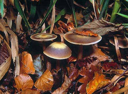 Rhodocollybia butyraceaPhotographer:  Roy Anderson