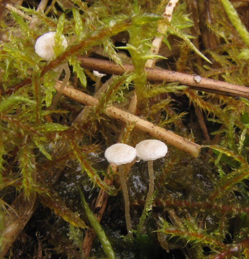 Collybia cookeiPhotographer:  Debbie Nelson