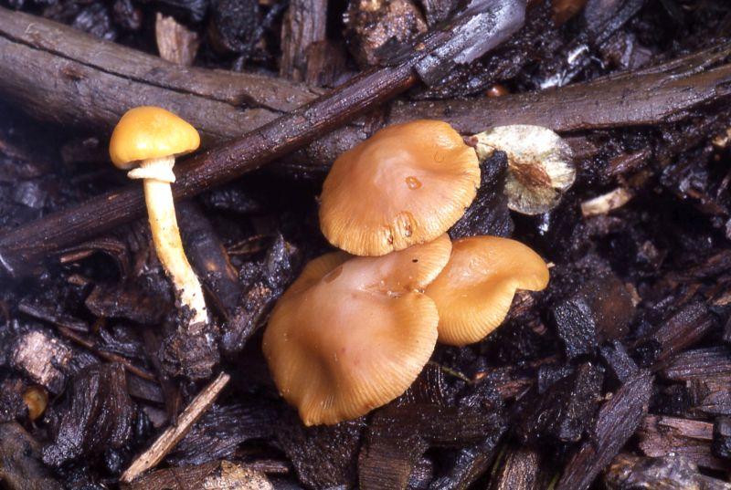 Conocybe aporosPhotographer:  David Mitchel