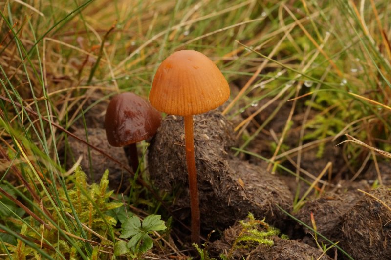 Conocybe pubescensPhotographer:  David Mitchel