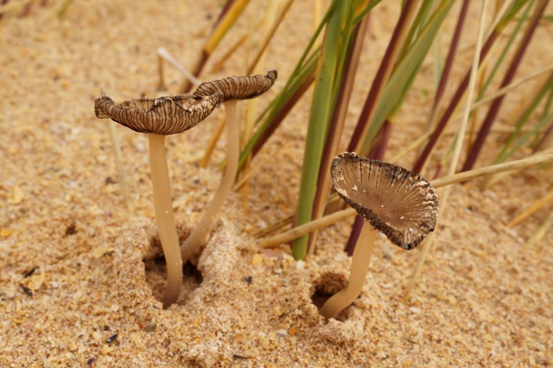 Coprinopsis ammophilaePhotographer: � David Mitchel