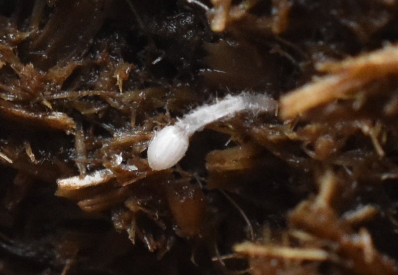 Coprinopsis cinereaPhotographer:  David Mitchel