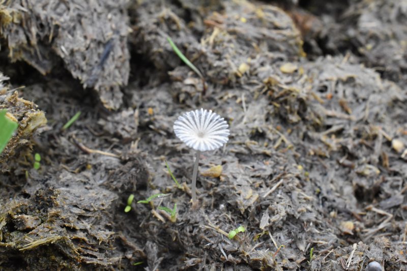Coprinopsis cordisporaPhotographer:  David Mitchel