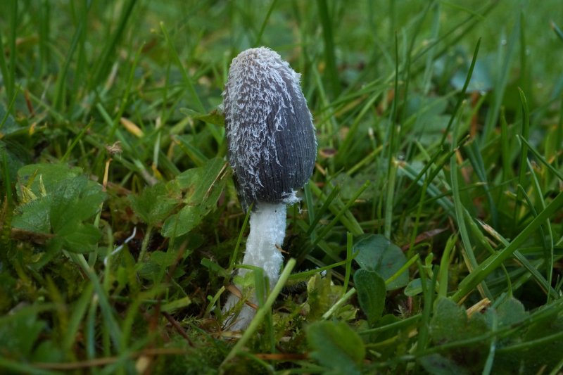 Coprinopsis lagopus var. lagopusPhotographer:  David Mitchel