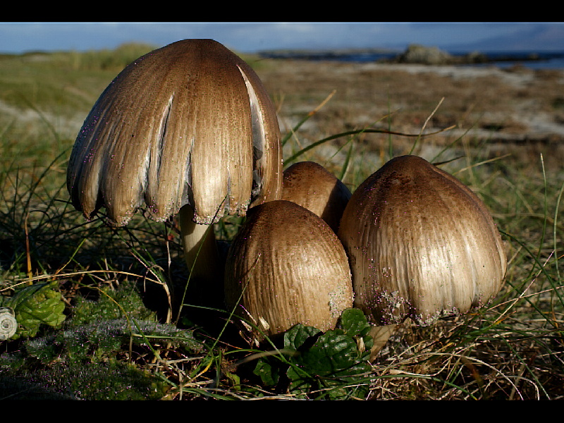 Coprinopsis romagnesianaPhotographer:  David Mitchel