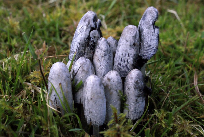 Coprinopsis semitalisPhotographer:  David Mitchel