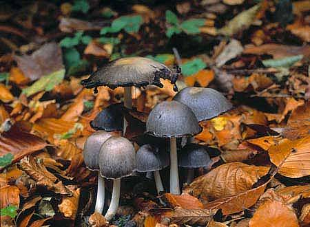 Coprinopsis atramentariaPhotographer:  Roy Anderson