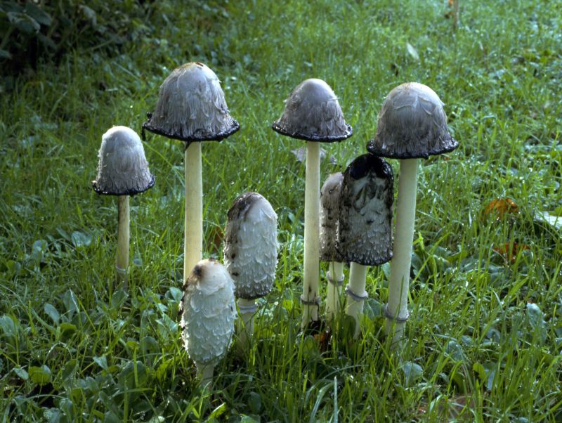 Coprinus comatusPhotographer:  Mark Wright