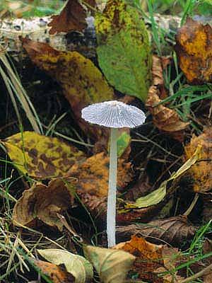 Coprinopsis cortinataPhotographer:  Roy Anderson