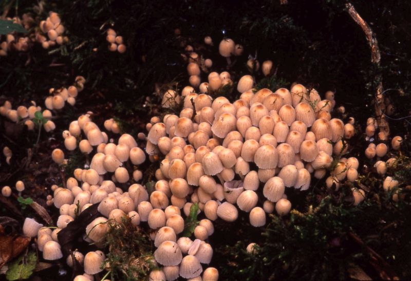 Coprinellus disseminatusPhotographer:  Pascal McCaughan