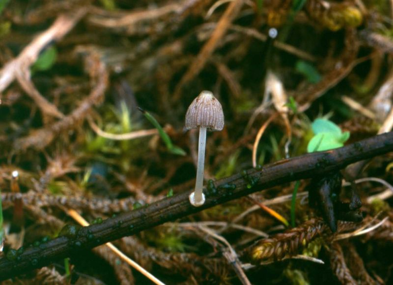 Coprinopsis friesiiPhotographer:  Roy Anderson