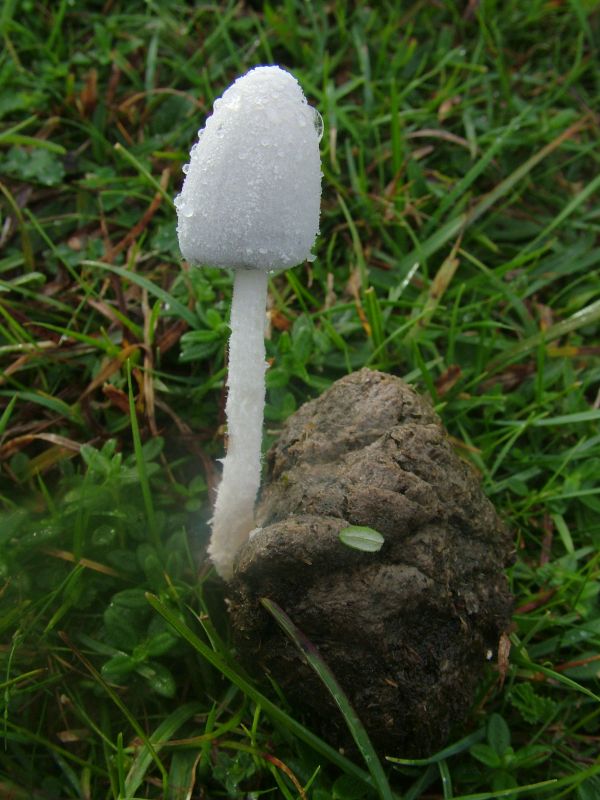 Coprinopsis niveaPhotographer:  David Mitchel