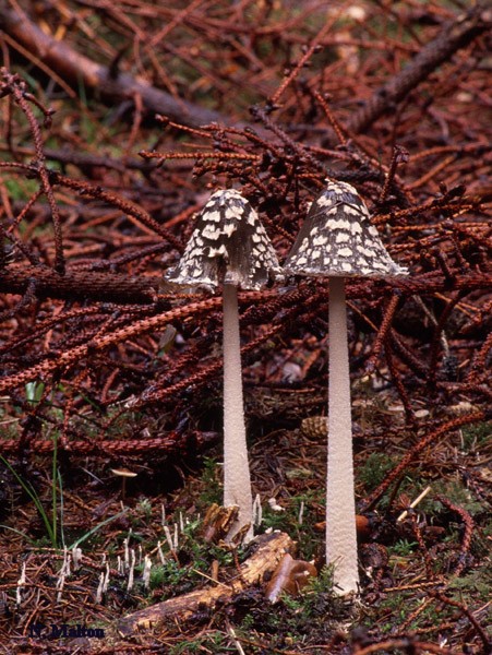 Coprinopsis picaceaPhotographer:  Neil Malton